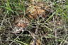 Саратовцы собирают сморчки-гиганты тазиками